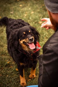 Psia fotografia fotograf portretowy gdynia