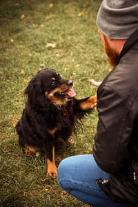 Psia fotografia fotograf portretowy gdynia