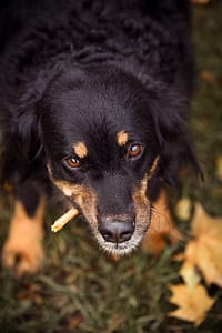 Psia fotografia fotograf portretowy gdynia