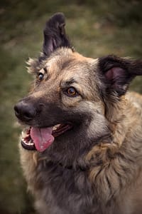 Psia fotografia fotograf portretowy gdynia