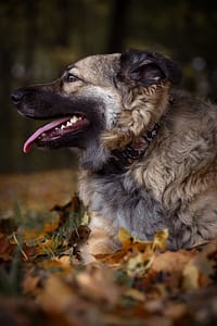 Psia fotografia fotograf portretowy gdynia