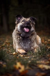 Psia fotografia fotograf portretowy gdynia