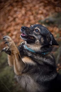 Psia fotografia fotograf portretowy gdynia