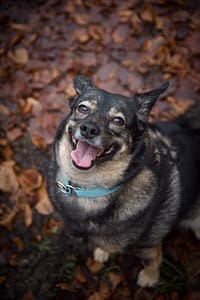 Psia fotografia fotograf portretowy gdynia