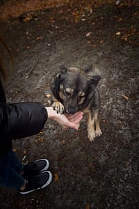 Psia fotografia fotograf portretowy gdynia