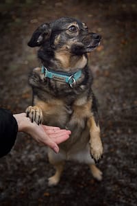 Psia fotografia fotograf portretowy gdynia