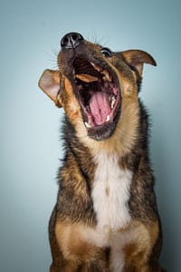 Edi Psie Sesje Zdjęciowe fotograf portretowy gdynia