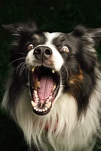 DSC_1940-Edit - for web