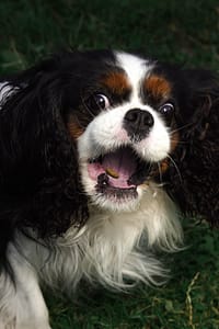 DSC_2570-Edit - for web