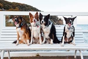 Psia Sesja fotograf portretowy gdynia