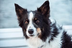 Psia Sesja fotograf portretowy gdynia