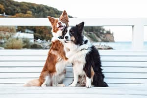 Psia Sesja fotograf portretowy gdynia