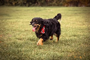 Psia fotografia fotograf portretowy gdynia