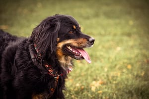 Psia fotografia fotograf portretowy gdynia