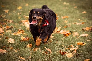 Psia fotografia fotograf portretowy gdynia