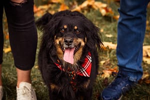 Psia fotografia fotograf portretowy gdynia