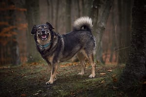 DSC_6130-EditPsia fotografia- for web fotograf portretowy gdynia