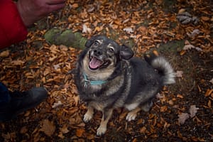 Psia fotografia fotograf portretowy gdynia