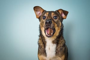 Edi Psie Sesje Zdjęciowe